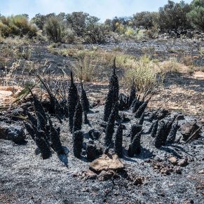 IncendioSierra13